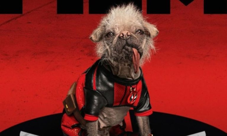 Os 10 cachorros mais feios do mundo (mas que são muito amados)