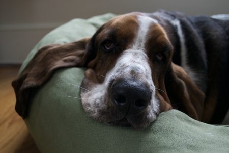 Basset Hound frio