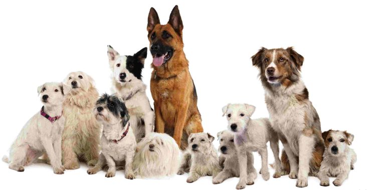 Os 10 cachorros mais populares do Brasil