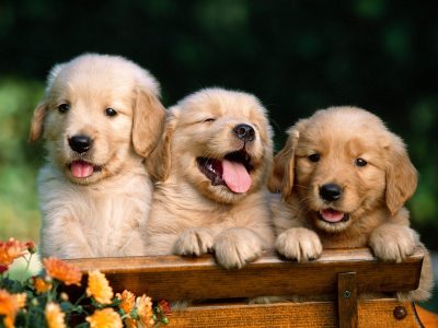 cachorros mais caros do mundo