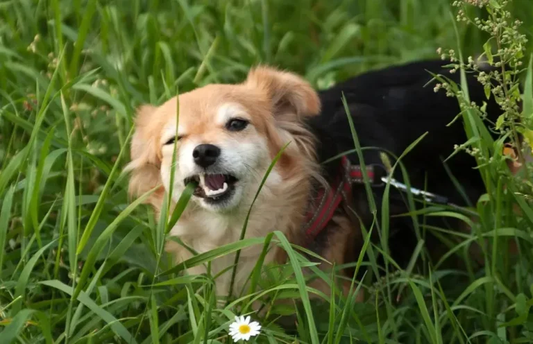 Deixe seu cachorro bem longe dessas 10 plantas