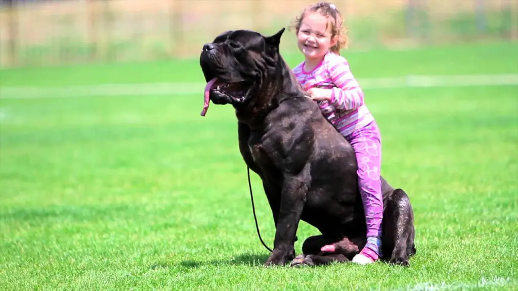 Cachorro Cane Corso