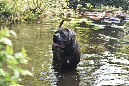 Os 10 cachorros que vivem menos tempo