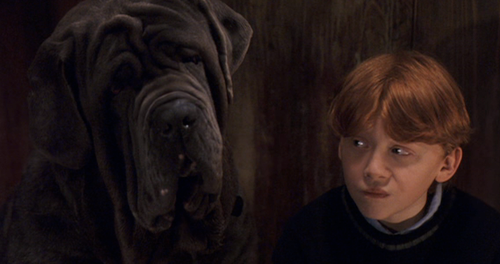 Canino da Saga Harry Potter