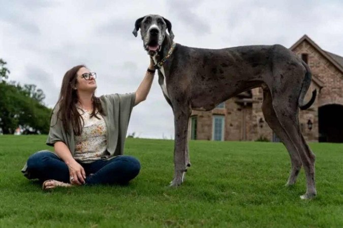 Dogue Alemão Zeus