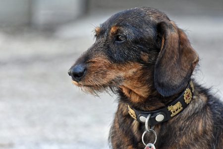 Os 10 cachorros que mais vivem e o tempo de longevidade de cada uma