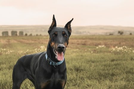 Doberman Pinscher frio