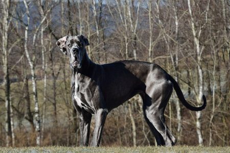 Os 10 cachorros que vivem menos tempo