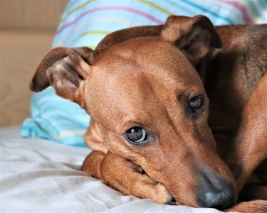 Pinscher frio