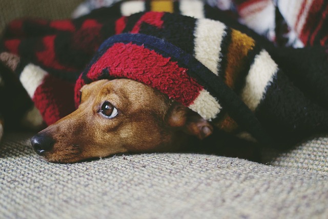 10 cachorros que sentem mais frio e dicas de como protegê-los