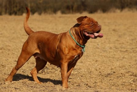 Dogue De Bordeaux