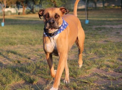 Os 10 cachorros que vivem menos tempo