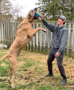 Cachorro Dogue Alemão