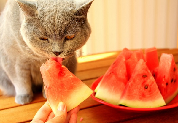 frutas para gatos