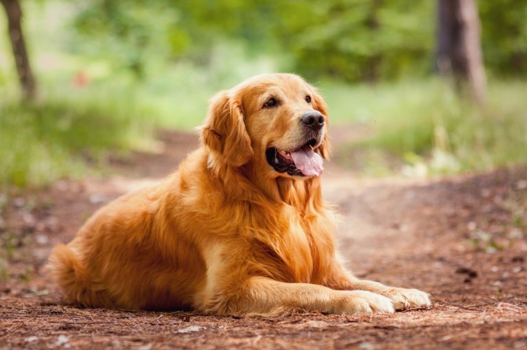 Os 10 nomes de cachorros favoritos dos brasileiros
