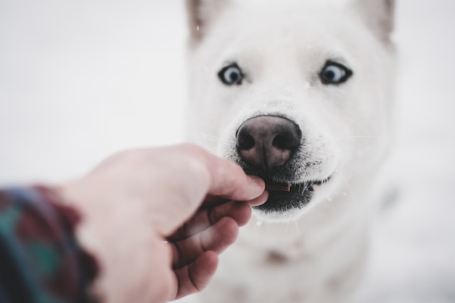 Estes 7 alimentos nunca podem ser dados ao seu cachorro