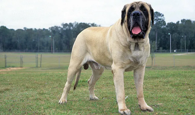 Cachorro Mastim Inglês