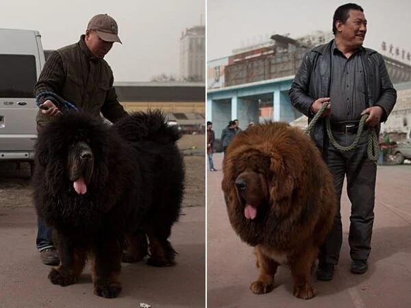 Cachorro MastimTibetano