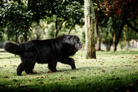 Os 10 cachorros que vivem menos tempo