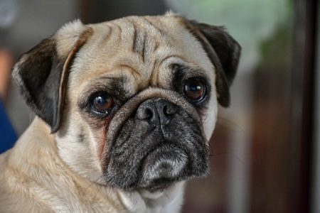 Pug