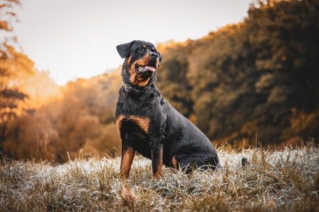 cachorros que so parecem bravos