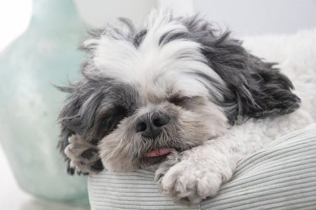 Shih Tzu frio