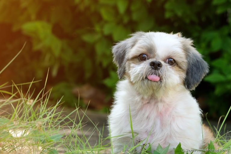 As 10 menores raças de cachorros mais indicadas para viver em apartamento