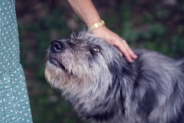 Os 10 cachorros com maior expectativa de vida