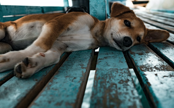 sintomas de envenamento em cachorro1