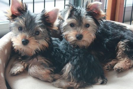 Yorkshire Terrier frio