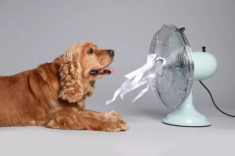 Cachorro com calor