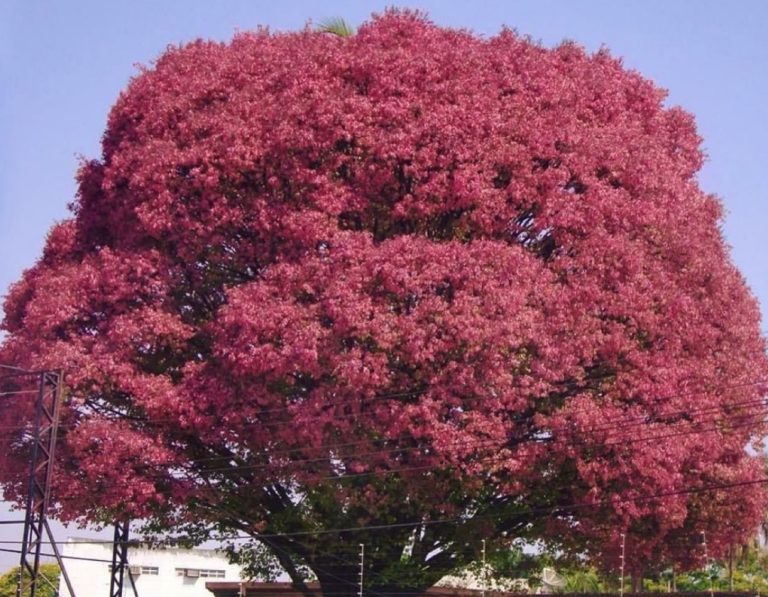 Sapucaia é reconhecida como a árvore mais bonita de Goiânia