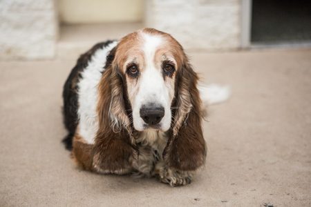 Basset Hound calmo