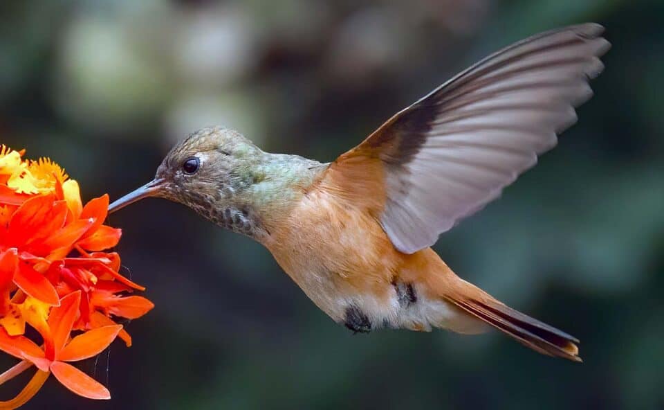 visita beija-flor