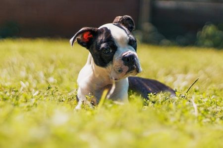 Boston Terrier calor