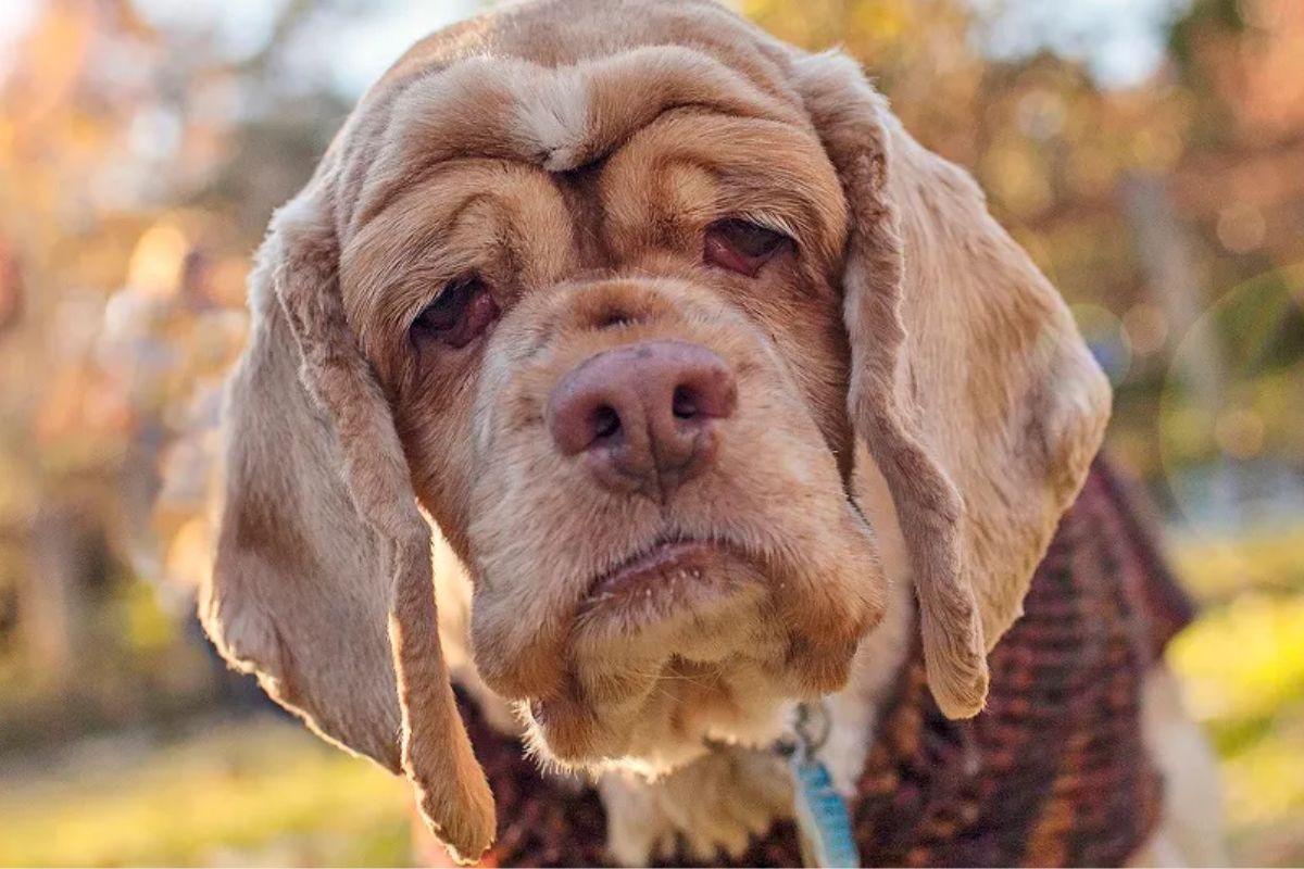 sinais envelhecimento cachorros