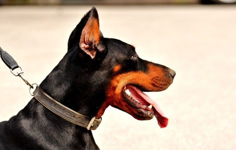 Doberman calor