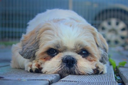 Shih Tzu calor