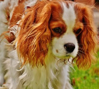 Cavalier King Charles Spaniel calor