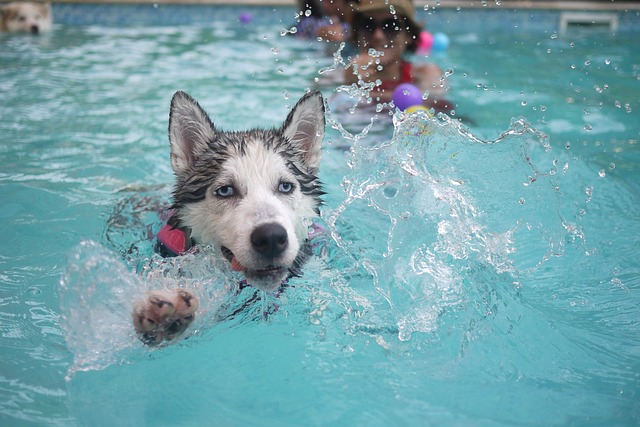 Husky Siberiano calor