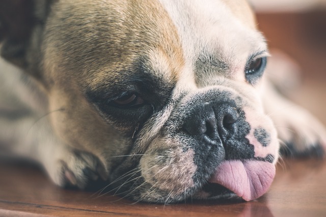 10 cachorros que mais sentem calor e quais as dicas de cuidados nesse tempo