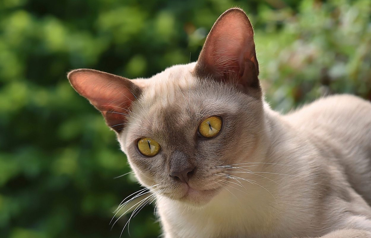 raças de gatos que vivem mais