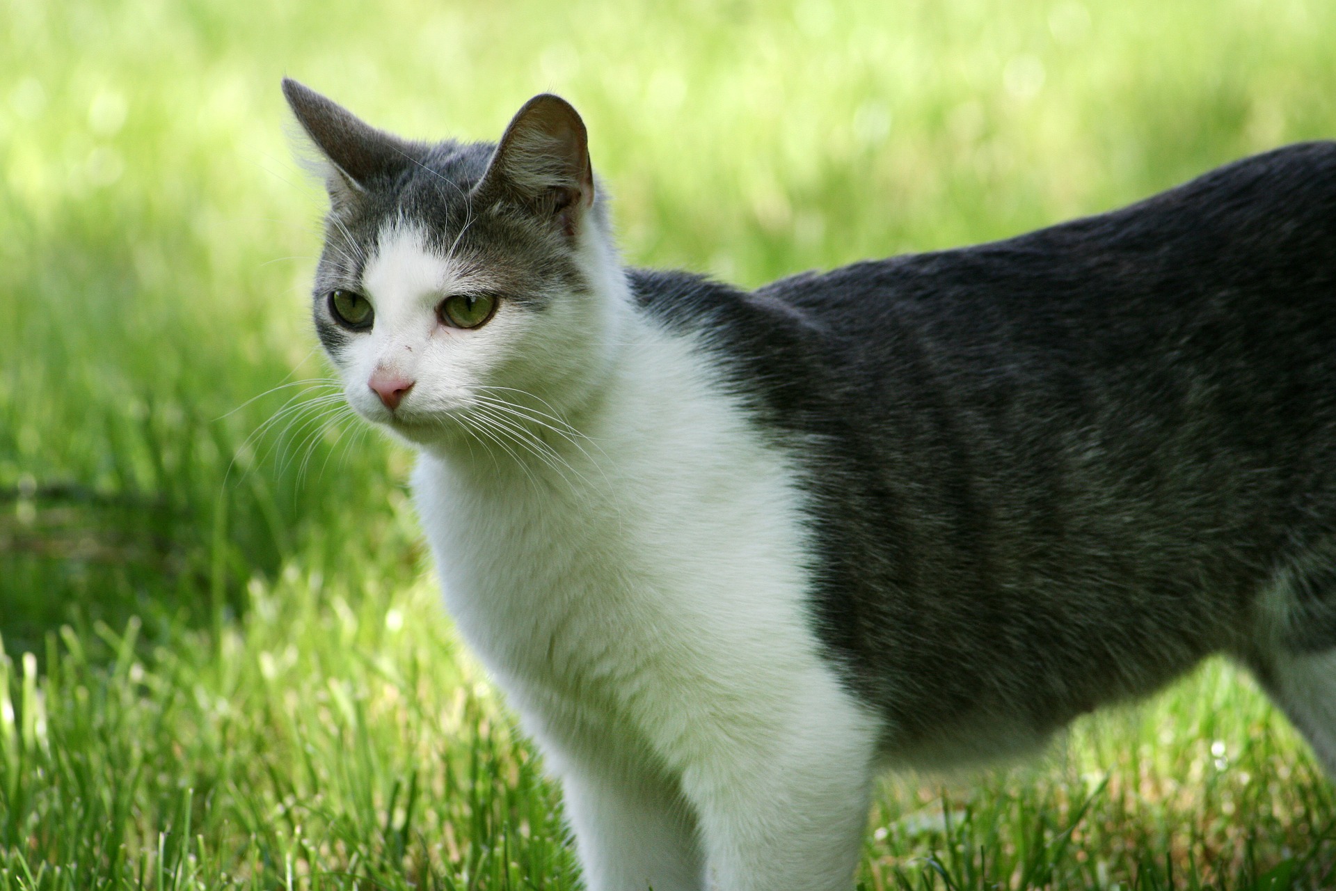 raças de gatos que vivem mais