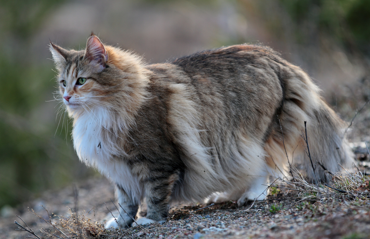 raças de gatos que vivem mais