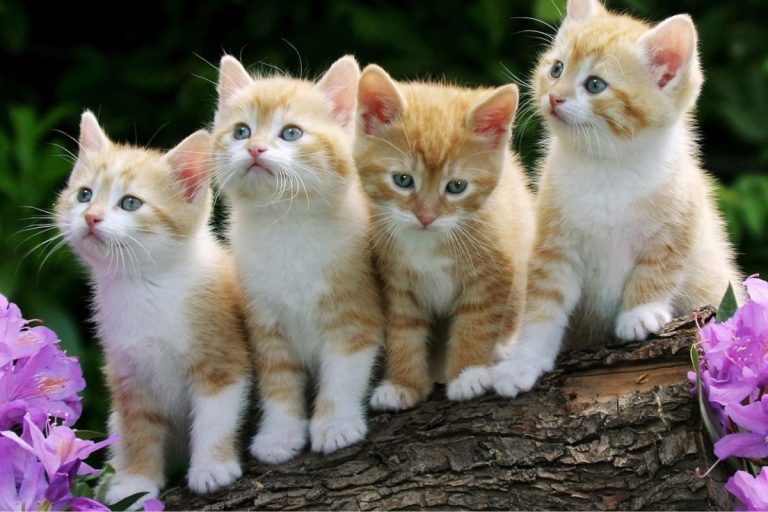 12 raças de gatos com a maior longevidade, de acordo com a ciência