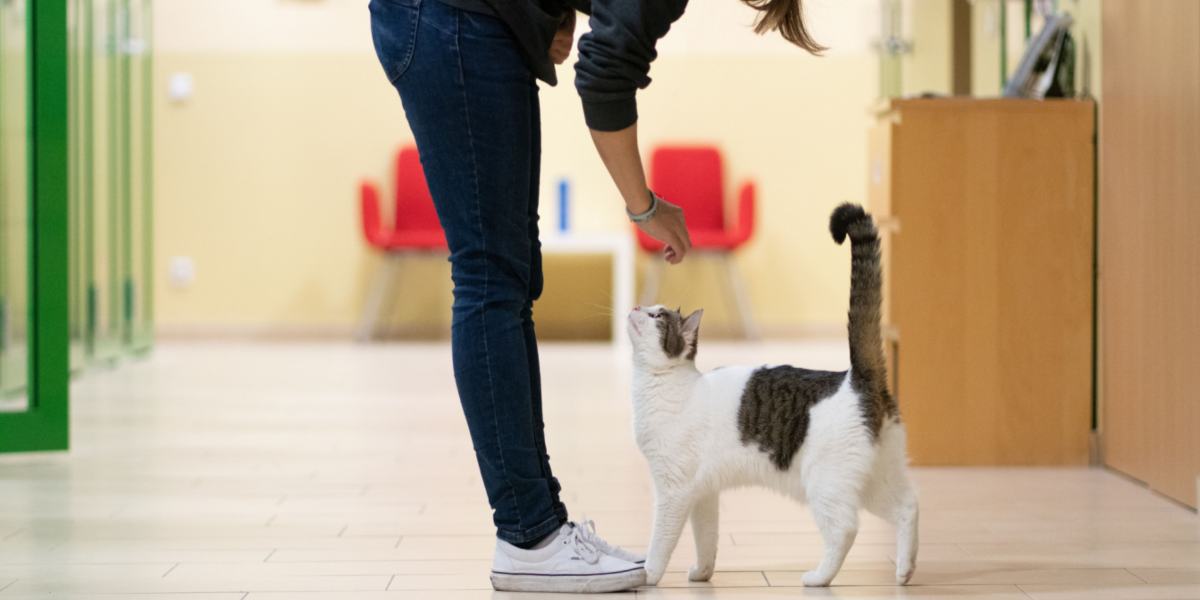 gato seguindo dono pela casa