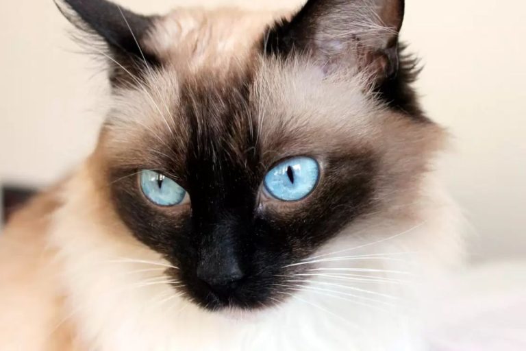 Esse é o gato que se tornou a sensação do momento no Brasil