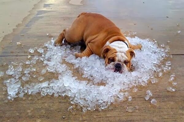 Cachorro com calor