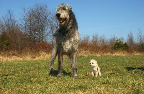 Irish Wolfhound calmo