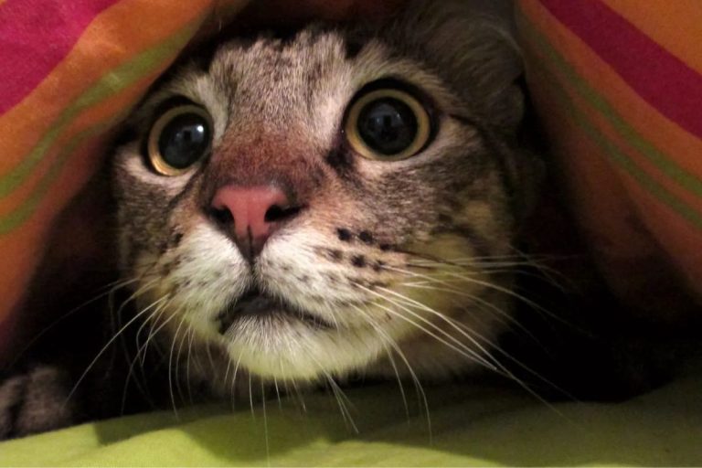 5 sons que os gatos não gostam
